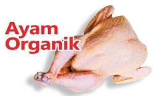 Beternak Ayam Organik, Daging Sehat Bernilai Jual Tinggi