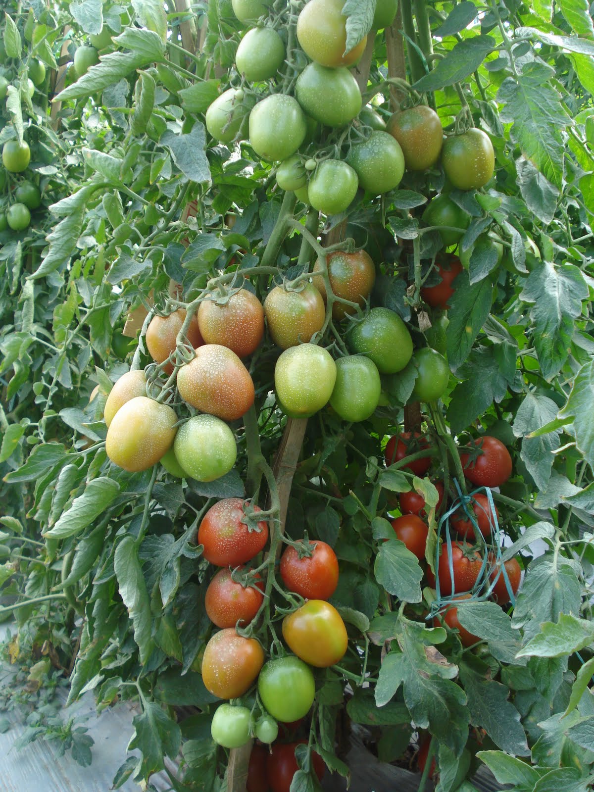 Tips Cara Menanam Tomat yang Baik | Bengkel Teknologi ...